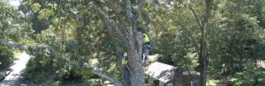 tree removal & tree service