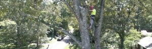 tree removal & tree service